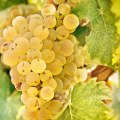 The Best Wines for Non-Wine Drinkers: A Wine Expert's Perspective